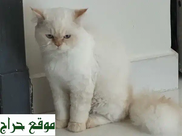 فرصة تبني قط شيرازي رائع (7-8 أشهر) | Persian Cat for Adoption -...