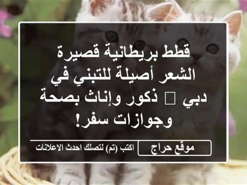 قطط بريطانية قصيرة الشعر أصيلة للتبني في دبي 🐾...