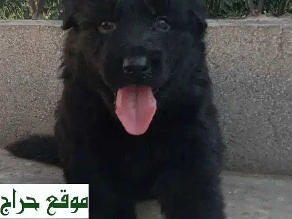 كلاب رويال بلاك فاخرة للبيع | جراء سوداء ملكية...