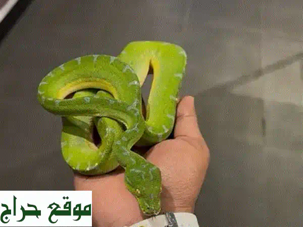 اكتشف عالم البايثون الفاتن: ثعابين صحية،...