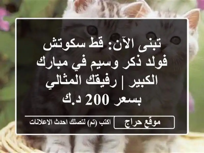 تبنى الآن: قط سكوتش فولد ذكر وسيم في مبارك الكبير...