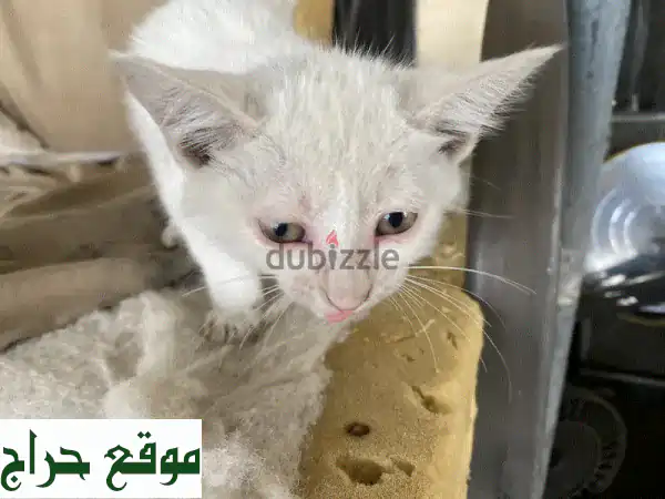 قطة بيضاء نقية للبيع 🤍 عمر شهرين - جمال آسر...
