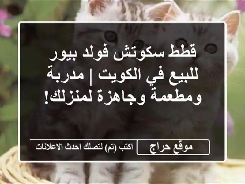 قطط سكوتش فولد بيور للبيع في الكويت | مدربة...