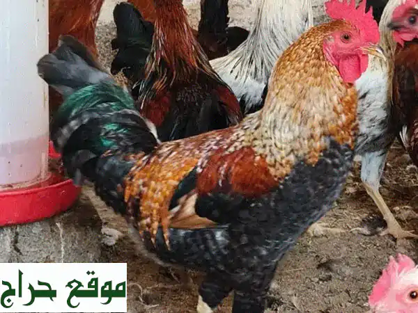 أفضل دجاج للبيع 🐔 طازج وصحي مباشرة من مزرعتنا -...