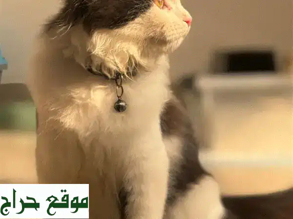 قط فارسي ذكر أصيل 4 أشهر | مطعم ومدلل | مستلزمات كاملة...