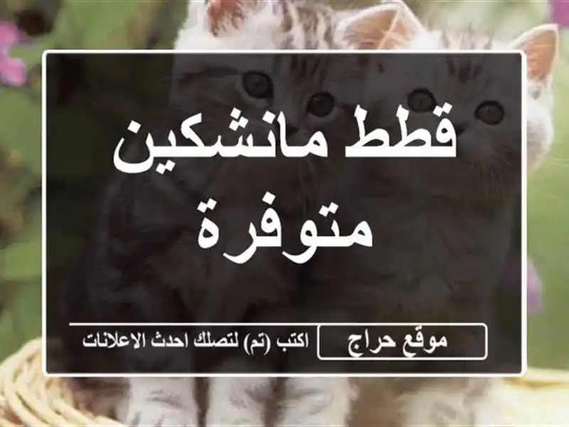 قطط مانشكين متوفرة