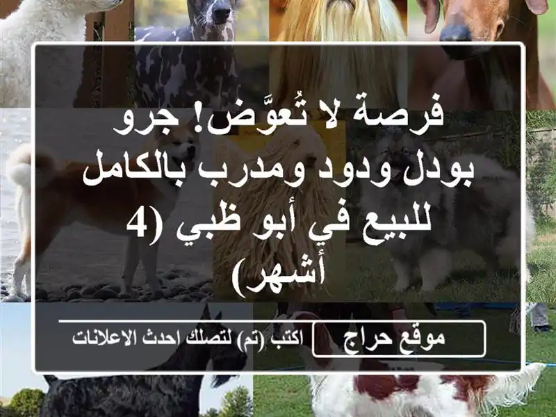 فرصة لا تُعوَّض! جرو بودل ودود ومدرب بالكامل للبيع...