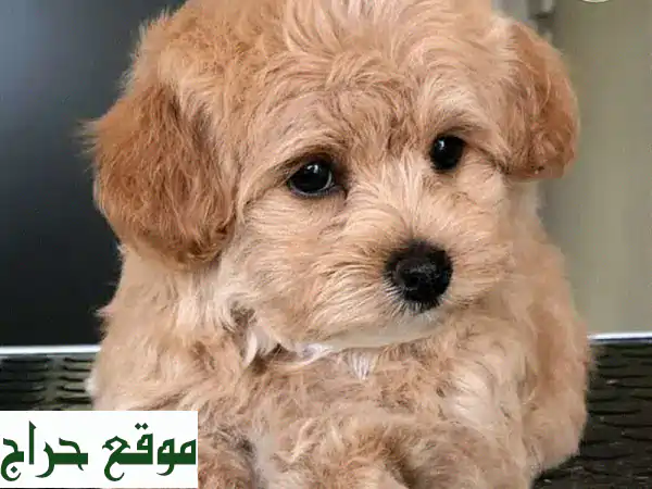 مالتيبو بني مستورد 🐶 | جرو لطيف ومدرب | رفيق...