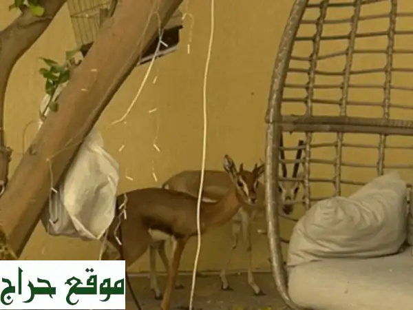 فرصة نادرة: زوج غزال وريم أصيل للبيع | ذكر وأنثى بـ...