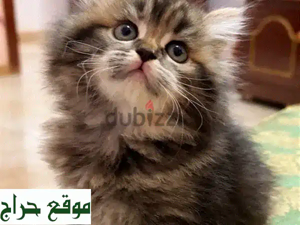 للبيع: 3 قطط شيرازي أنجورا تركية إناث - شعر...