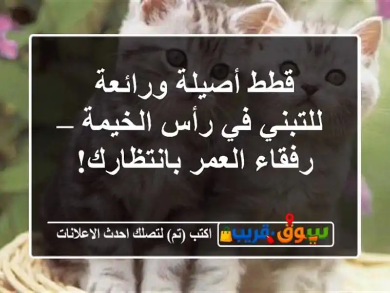 قطط أصيلة ورائعة للتبني في رأس الخيمة – رفقاء...