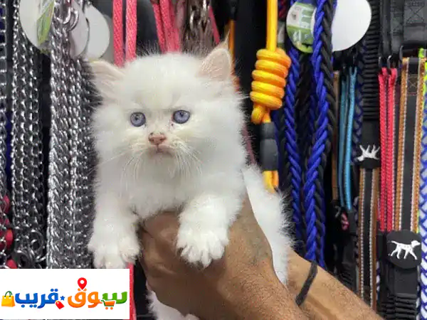 اقتنِ جمالًا فريدًا: قطط هملايا صغيرة للبيع 🐾...