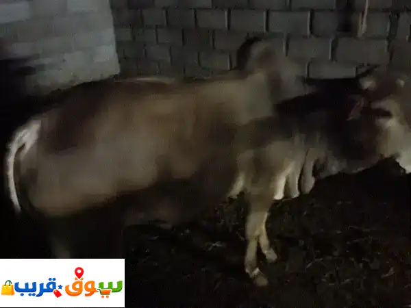 حلال للبيع: ظفاري أسود فاخر (1.5 سنة) وإثيوبي أصيل (6...