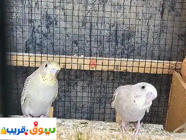 فرصة لا تفوت: زوج ببغاء بادجي صغير، صحي ونشيط...