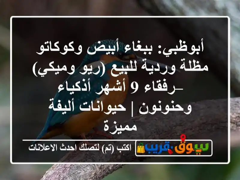 أبوظبي: ببغاء أبيض وكوكاتو مظلة وردية للبيع (ريو...