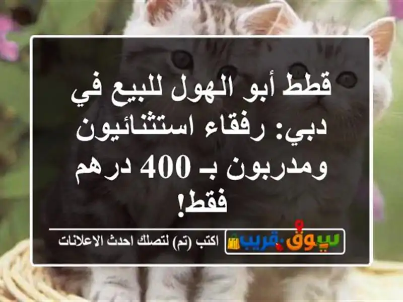 قطط أبو الهول للبيع في دبي: رفقاء استثنائيون...