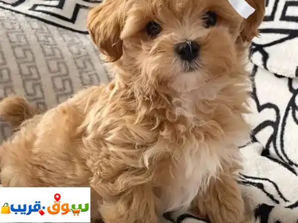 جرو مالتيبو لطيف للبيع: رفيقك المثالي المحب...