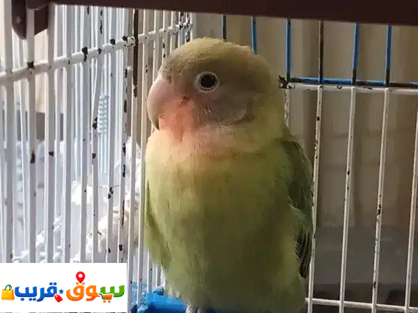 🔥 فرصة ذهبية: 3 طيور روز رائعة للبيع | فقط بـ 50$! ✨