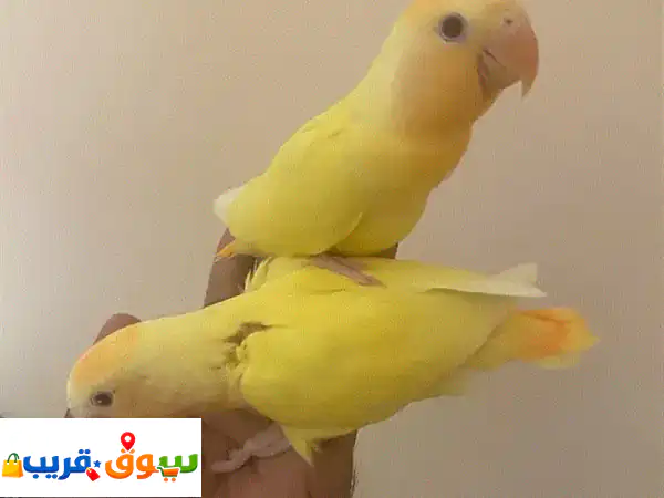 فرصة لا تعوض! 🕊️ فراخ ببغاء لوتينو روز (أحمر...
