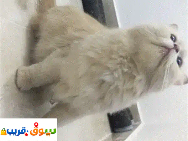عائلة قطط ودودة تبحث عن منزل دافئ! 🐾 أم رؤوم و 3...