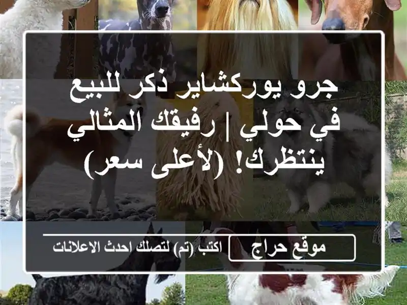 جرو يوركشاير ذكر للبيع في حولي | رفيقك المثالي...