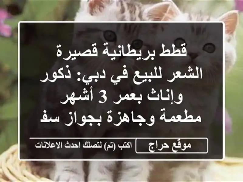 قطط بريطانية قصيرة الشعر للبيع في دبي: ذكور وإناث...