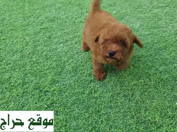 جرو توي بودل ذكر (شهرين) للبيع - مطعم وصحي، رفيقك...