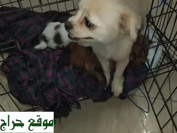 فرصة عائلية لا تعوض: كلبة أليفة رائعة وأربع جراء...