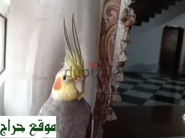 كوكتيل ذكر أليف ومغرد للبيع | صحة 100% ويُدخل...