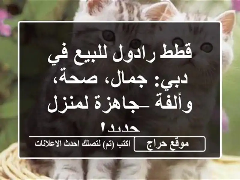 قطط رادول للبيع في دبي: جمال، صحة، وألفة – جاهزة...