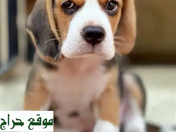 جرو بيغل ساحر للبيع | شهرين | مطعم ومدرب | بطل...