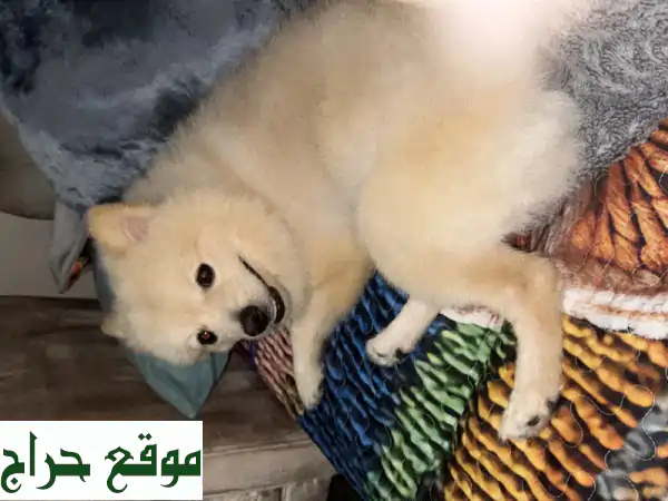 تبنَّ رفيقاً وفياً مجاناً! 🐾 كلب جميل يبحث عن...