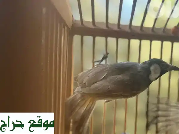 طائر البلبل خد ابيض