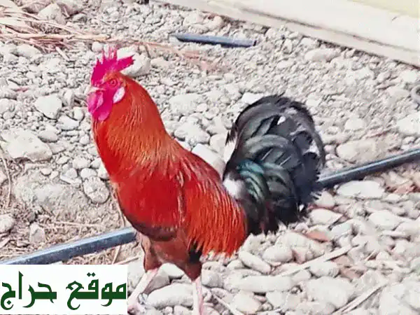 ديك مصارعه مدرب