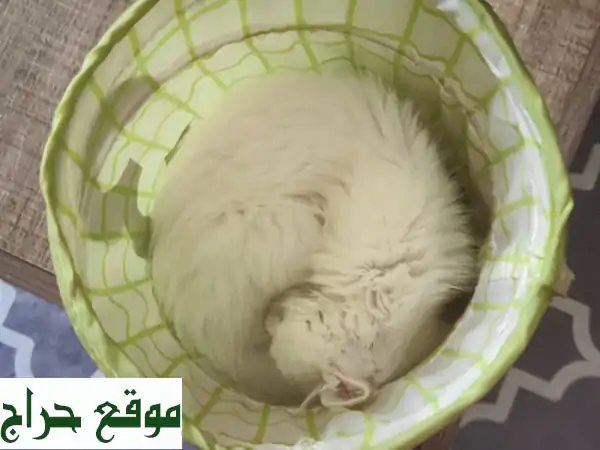 تبنى قططاً رائعة مجاناً في عجمان! رفاق ودودون...