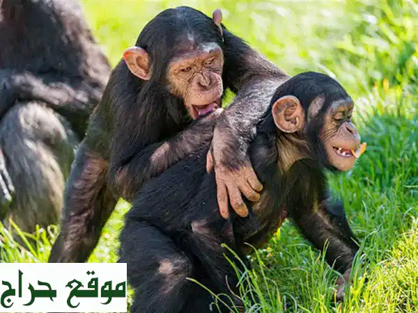 صغار شمبانزي أليفة للبيع: ودودة، مدربة، ومطعمة...