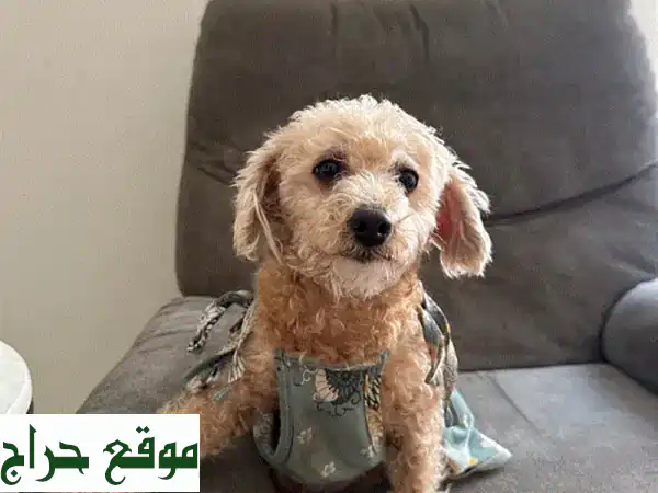 بودل أنثى للبيع 🐾: رفيقة العائلة المثالية!...