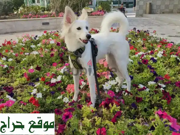 كلب أليف أبيض مُدَرَّب للبيع | رفيق عائلي...