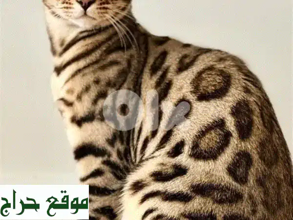 أروع قطط بنغال نقية للبيع - جاهزة لقلبك! 💖 (جواز...