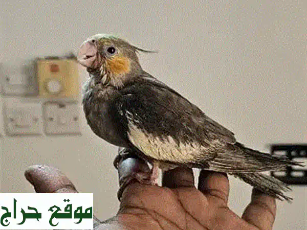للبيع: ببغاء كوكاتيل صغير وصحي ونشيط جداً 🐦...