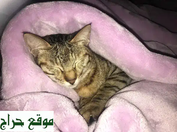 قطة أنثى أليفة للتبني | ودودة، مطعمة وصحية (3 سنوات)...