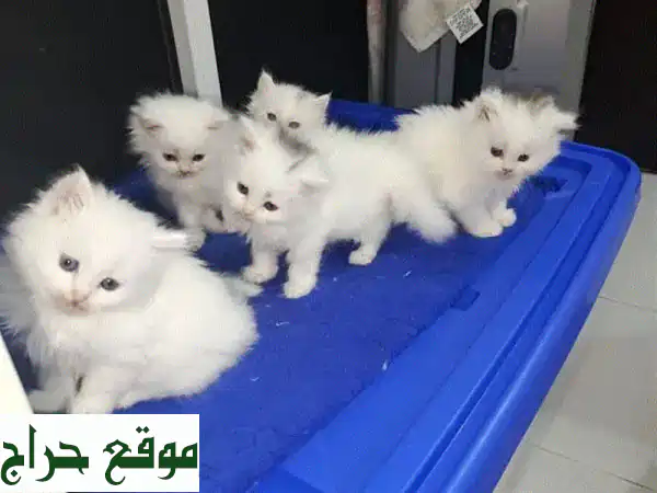 قطة فارسية تركية للبيع 🐾 كيتن شهرين | لعوب، حنون،...