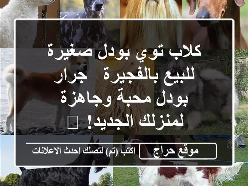 كلاب توي بودل صغيرة للبيع بالفجيرة - جرار بودل...