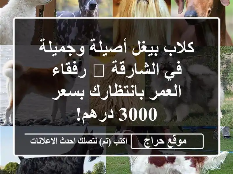 كلاب بيغل أصيلة وجميلة في الشارقة 🐾 رفقاء...
