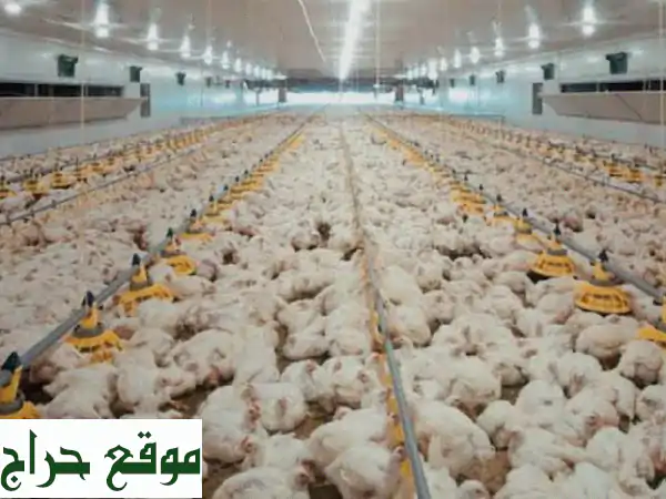 دواجن طازجة مزارع سويحان وأبو كرية والعراد: صحة...