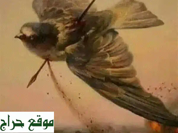 استقدام عمالة محترفة | جميع الجنسيات والمهن...