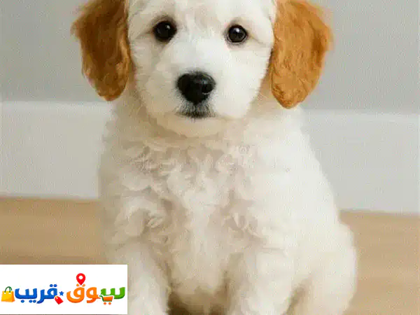 جرو بودل ذكر للبيع | عمر 60 يوم | رفيقك المخلص ينتظرك!