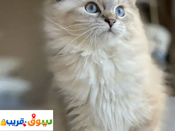 قطط سيبيرية للبيع | كيتن سيبيري أصيل | رفيقك...