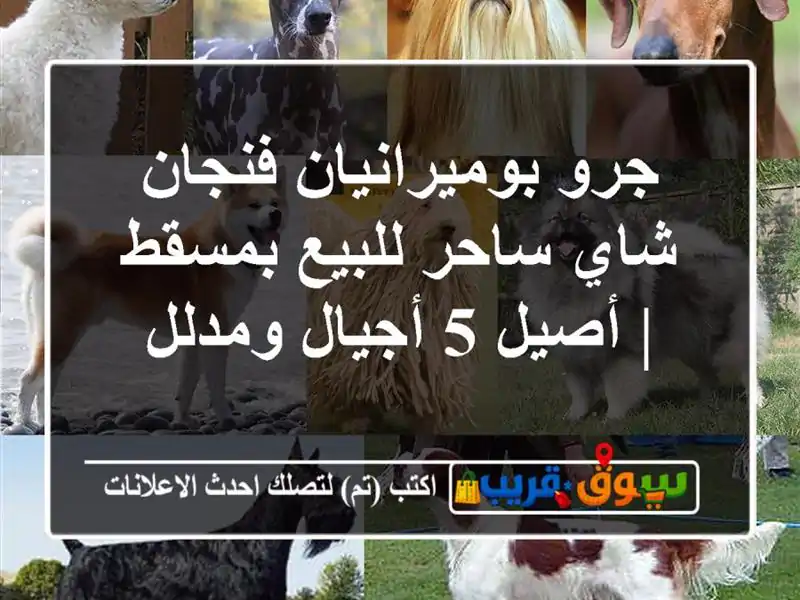 جرو بوميرانيان فنجان شاي ساحر للبيع بمسقط | أصيل...