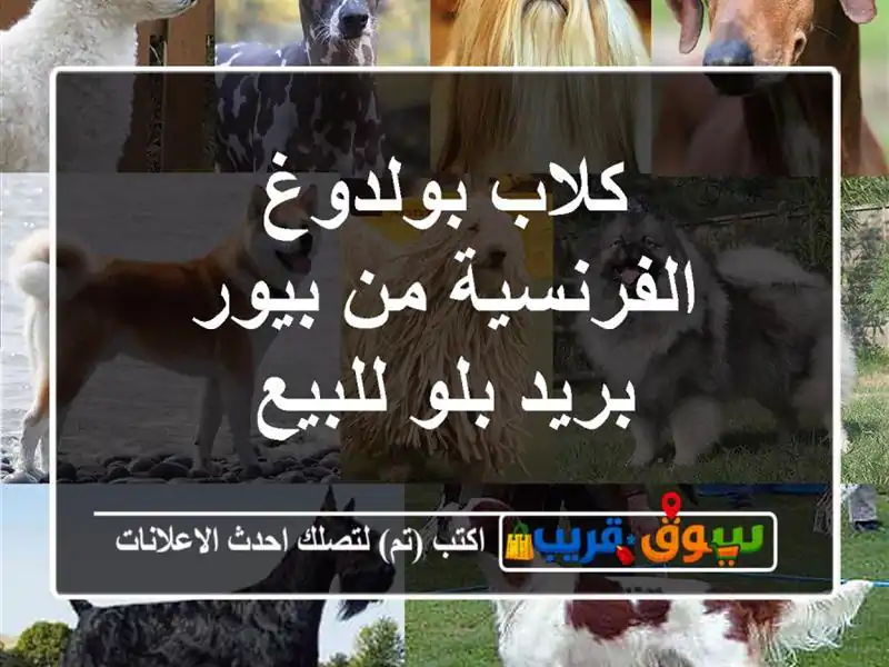 كلاب بولدوغ الفرنسية من بيور بريد بلو للبيع